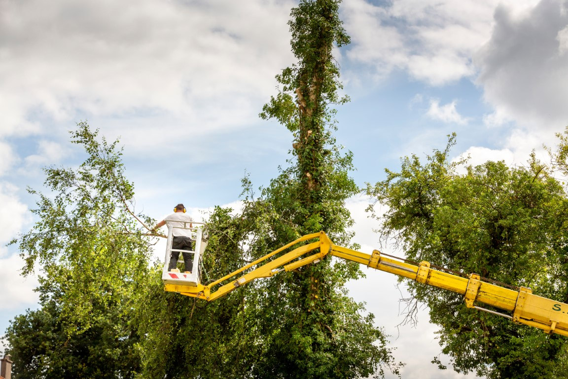 An image of Tree Trimming Services in Terrytown LA