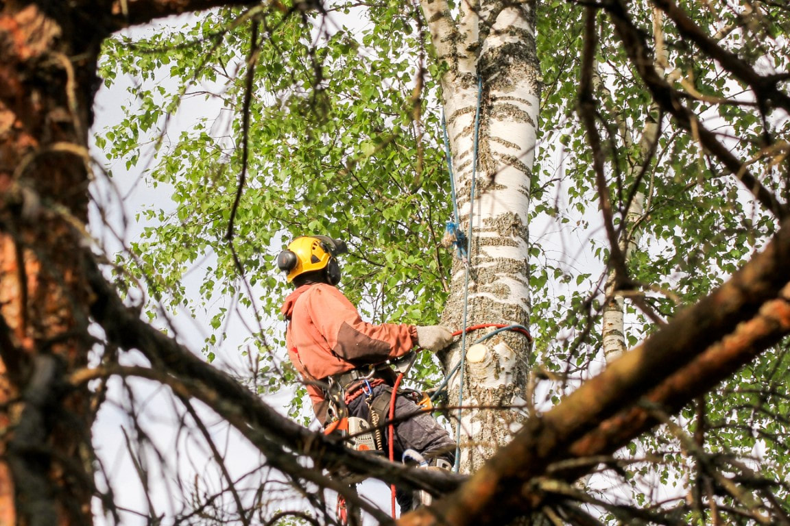 An image of Tree Removal Services in Terrytown LA